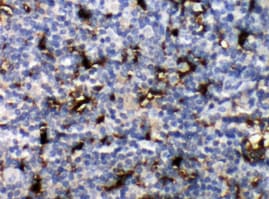 Human CCL19/MIP‑3 beta  Antibody MAB361