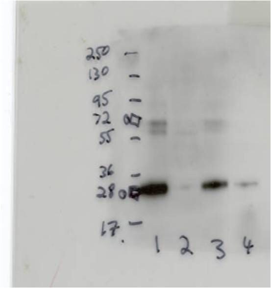 Mouse IL‑33 Antibody MAB3626