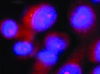Mouse IL‑33 Antibody MAB3626