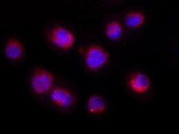 Human CD48/SLAMF2 Antibody MAB36441