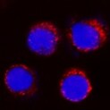 Human/Mouse TLR9 Antibody MAB36581