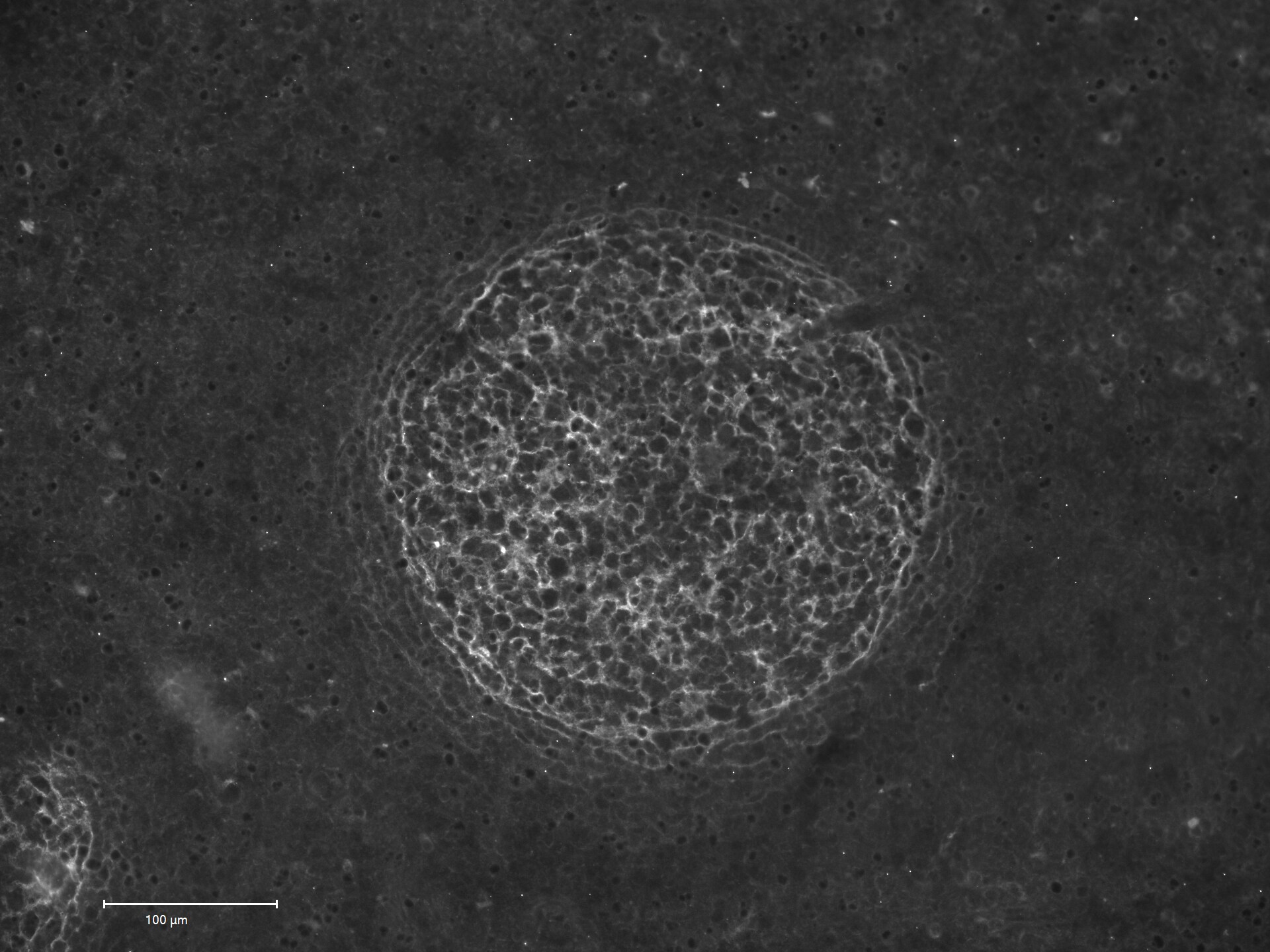 Human/Canine NGFR/TNFRSF16 Antibody MAB367