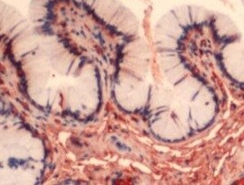 Human/Canine NGFR/TNFRSF16 Antibody MAB367