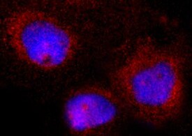 Human Ephrin‑A4 Antibody MAB3692