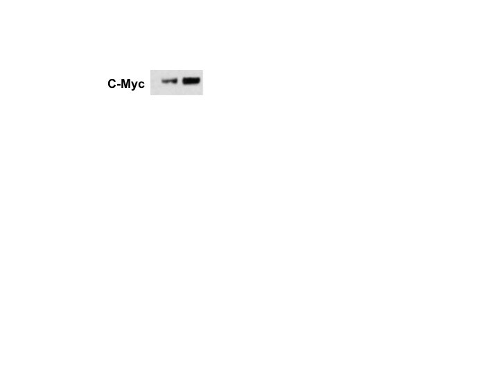 Human c‑Myc Antibody MAB3696