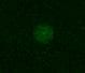 Human Notch‑2 Intracellular Domain Antibody MAB3735