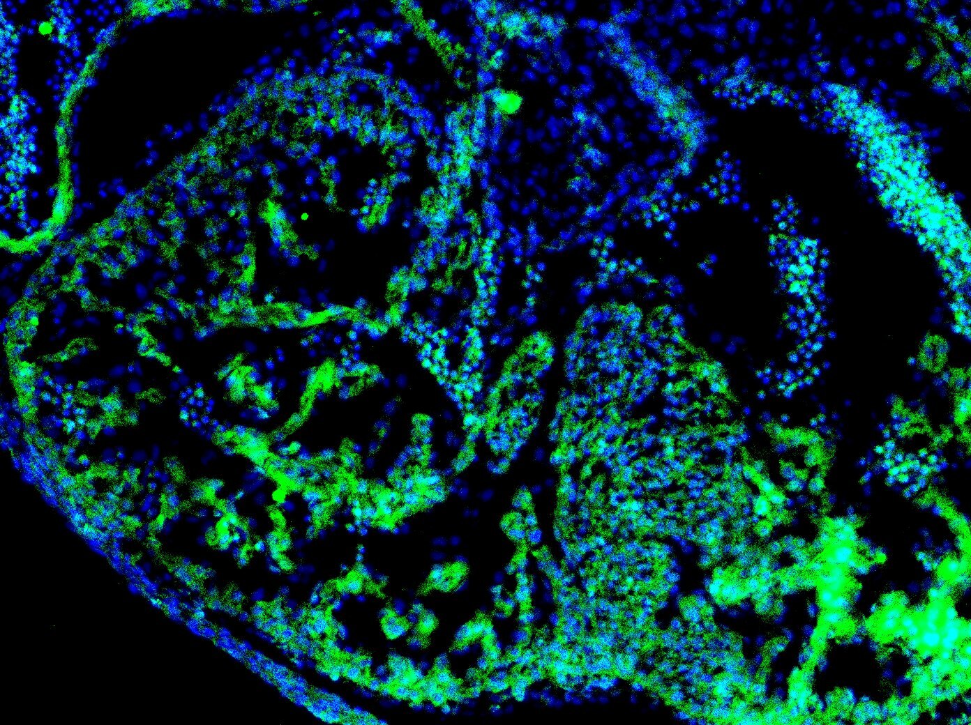 Mouse Wnt‑11 Antibody MAB3746