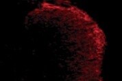 Human Plexin B1 Antibody MAB3749