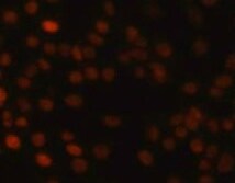 Human/Mouse RUNX3/CBFA3 Antibody MAB3765