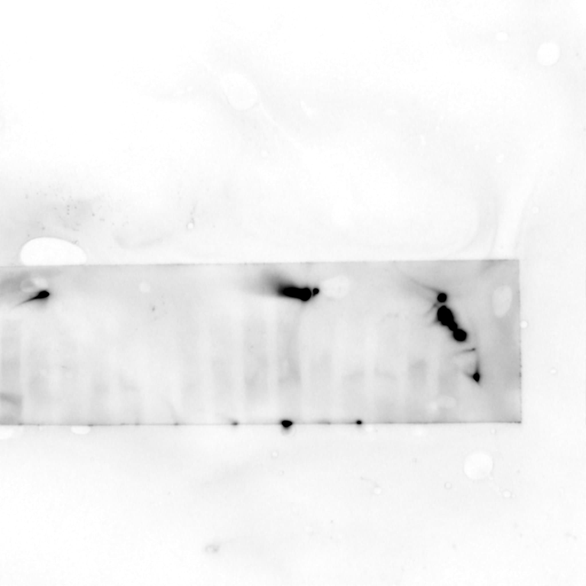 Human/Mouse Vav‑1 Antibody MAB3786