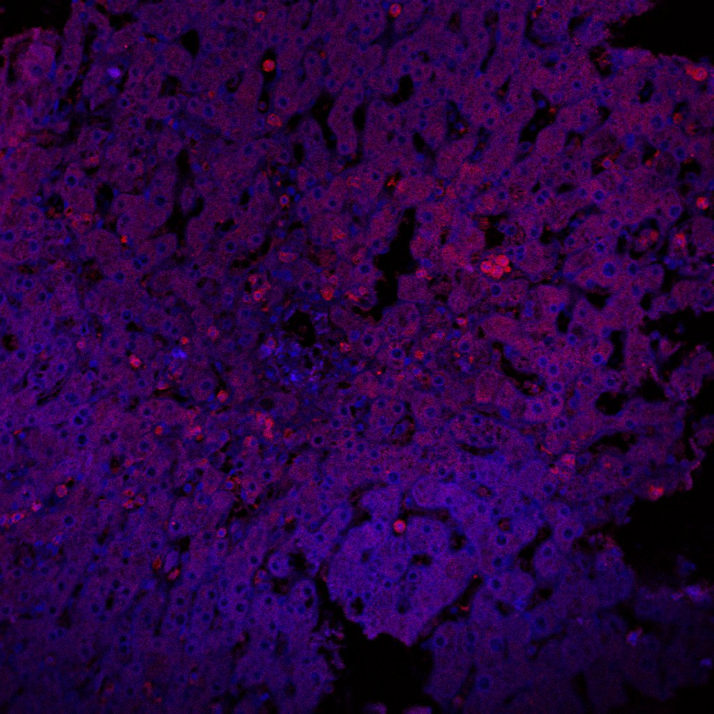 Human CD8 alpha  Antibody MAB3801
