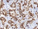Human CD8 alpha  Antibody MAB3801