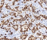 Human CD8 alpha  Antibody MAB3803