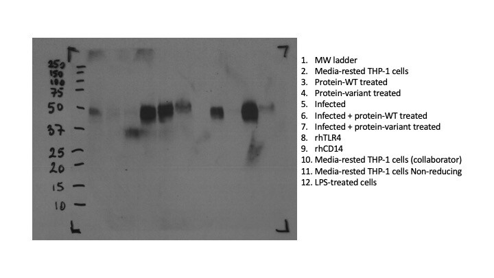 Human CD14 Antibody MAB3832
