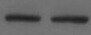 Human GRB2 (SH2 Domain) Antibody MAB38461