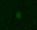 Human Notch‑4 Intracellular Domain Antibody MAB3847