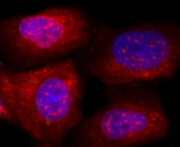 Human Notch‑4 Intracellular Domain Antibody MAB3847