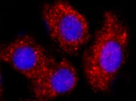 Human KOR Antibody MAB3895