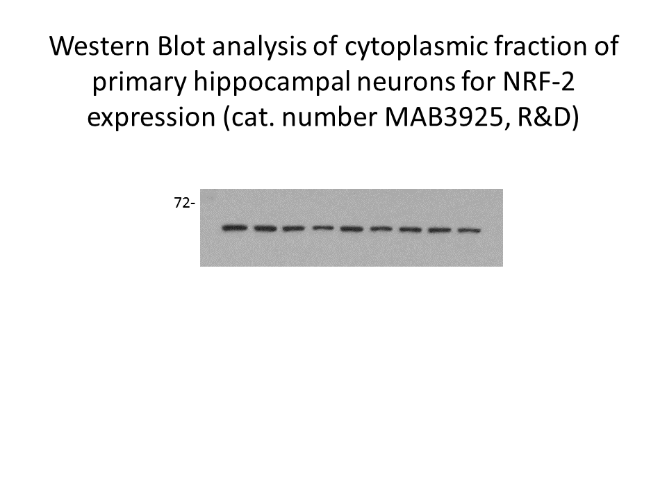 Human Nrf2 Antibody MAB3925