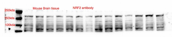 Human Nrf2 Antibody MAB3925