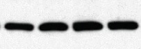 Human Nrf2 Antibody MAB3925