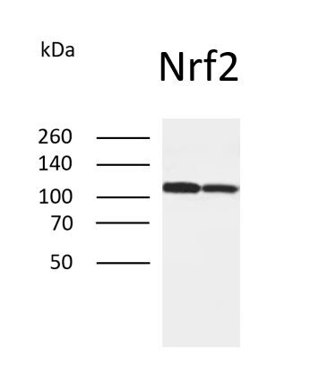 Human Nrf2 Antibody MAB3925