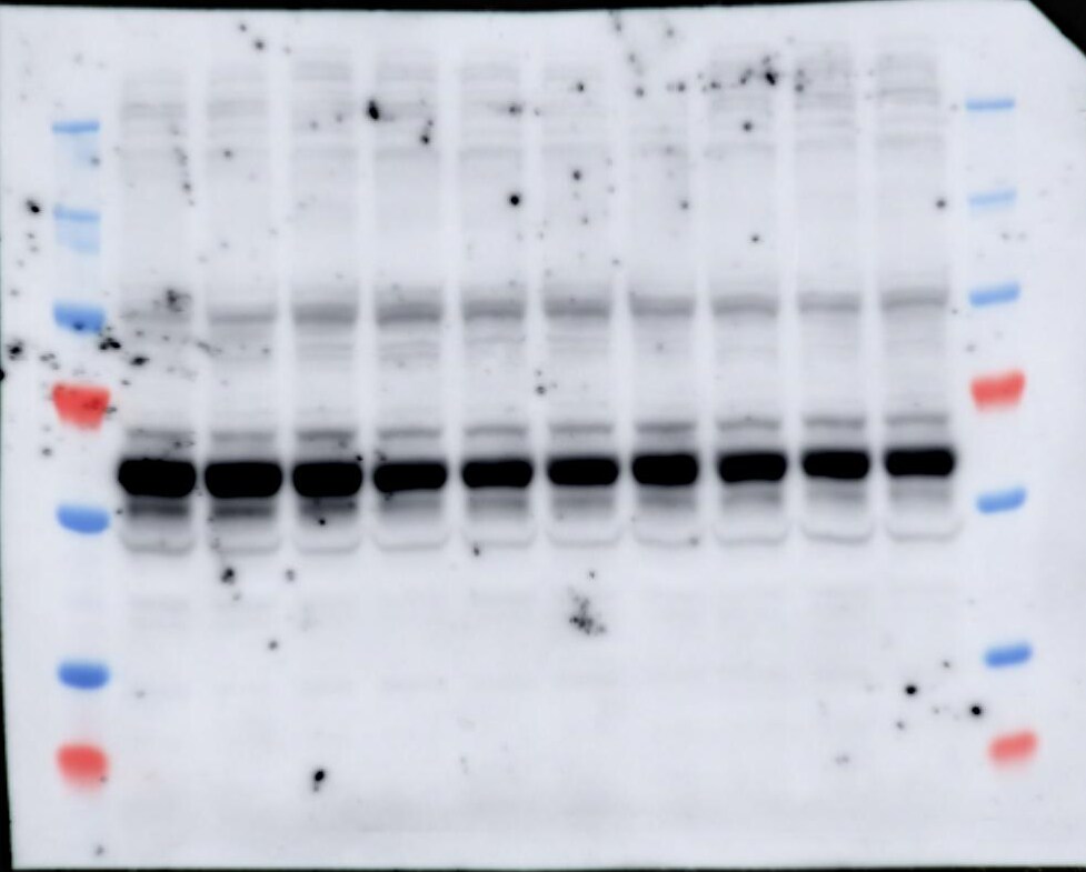 Human Nrf2 Antibody MAB3925