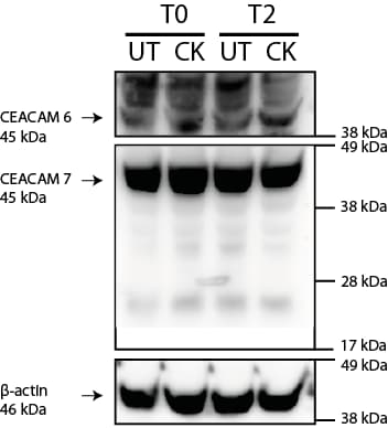 Human CEACAM‑6/CD66c Antibody MAB3934