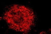 Human/Mouse/Rat TrkB Antibody MAB397