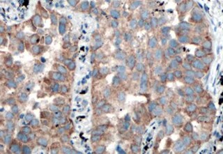 Human Annexin V Antibody MAB3991