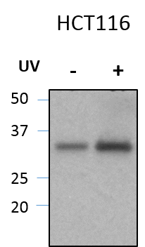 Human Phospho-eIF2 alpha  (S52) Antibody MAB39971
