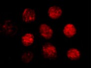 Human/Mouse MYF‑5 Antibody MAB4027