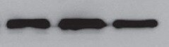 Human/Mouse Myocardin Antibody MAB4028