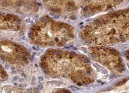 Human/Mouse TSC2 Antibody MAB40401