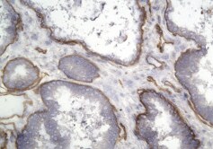 Mouse Integrin  beta 4/CD104 Antibody MAB4054