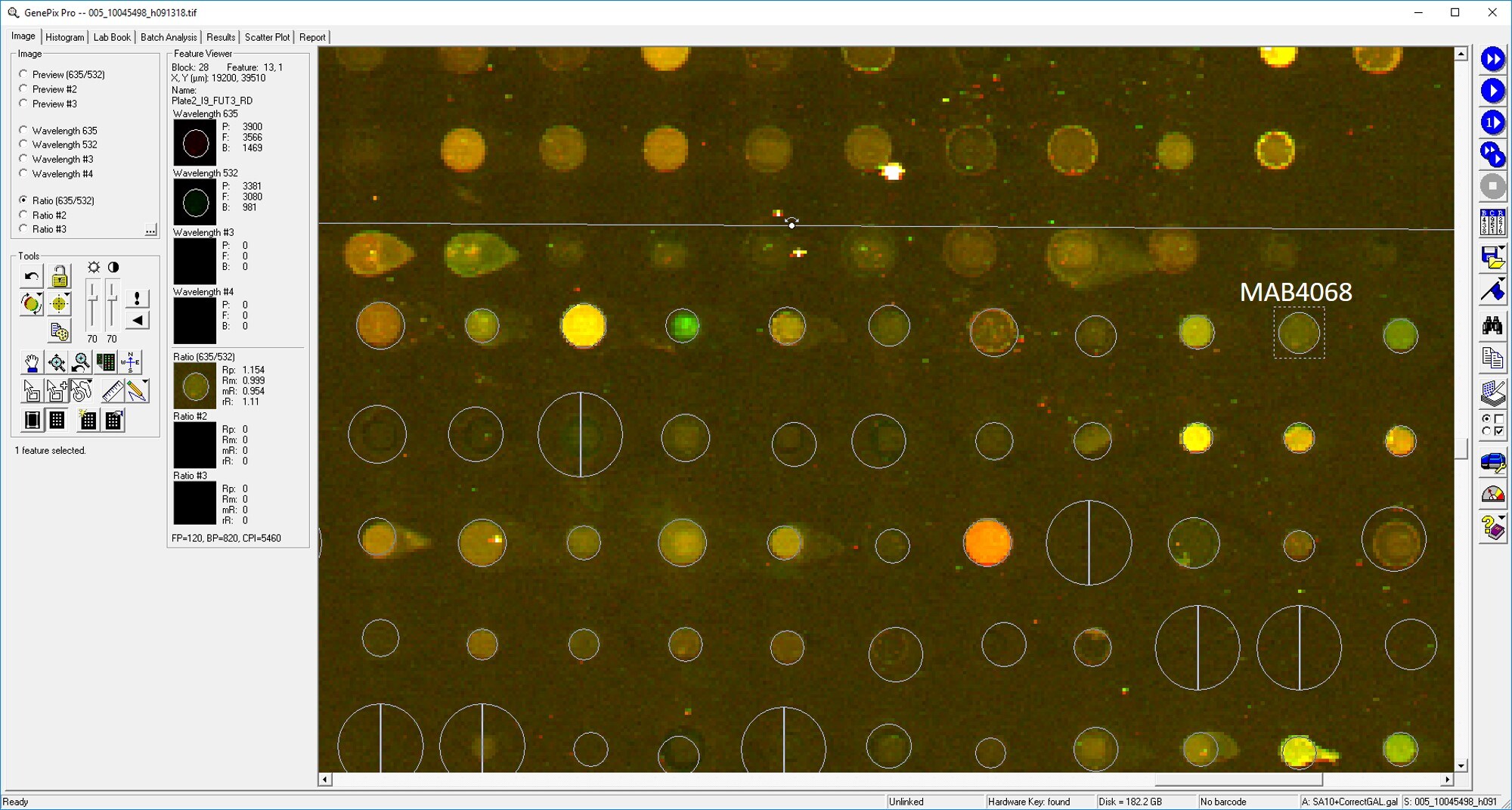 Human Fucosyltransferase 3/5 (FUT3/5) Antibody MAB4068