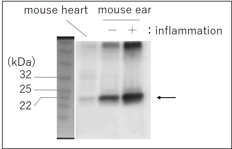 Mouse IL‑6 Antibody MAB406