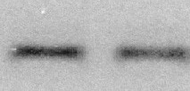 Mouse IL‑6 Antibody MAB406