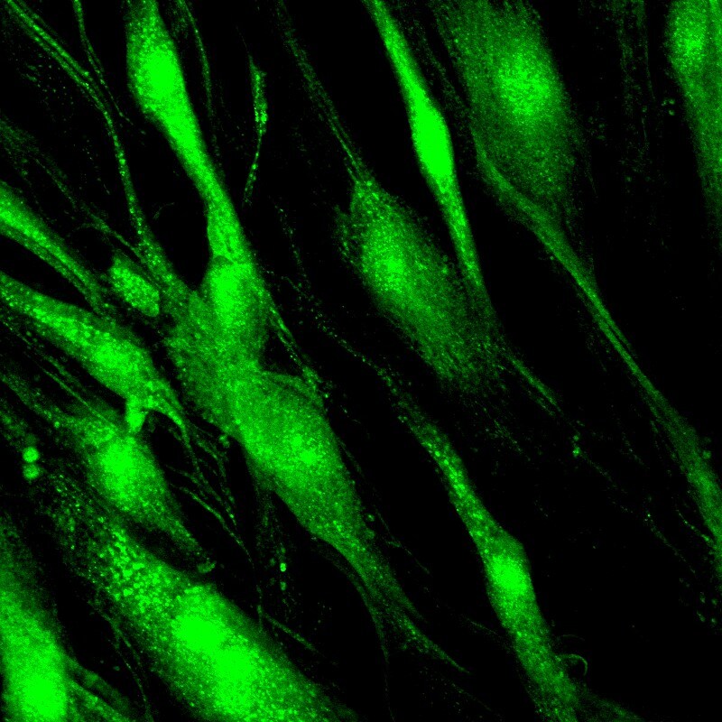 Human HepaCAM Antibody MAB4108