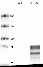 Human  alpha ‑L‑Iduronidase/IDUA Antibody MAB4119
