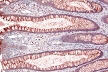 Human CEACAM‑5/CD66e Antibody MAB41281