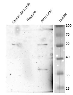 Human Apolipoprotein E/ApoE Antibody MAB41441