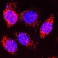 Human BNIP3 Antibody MAB41471