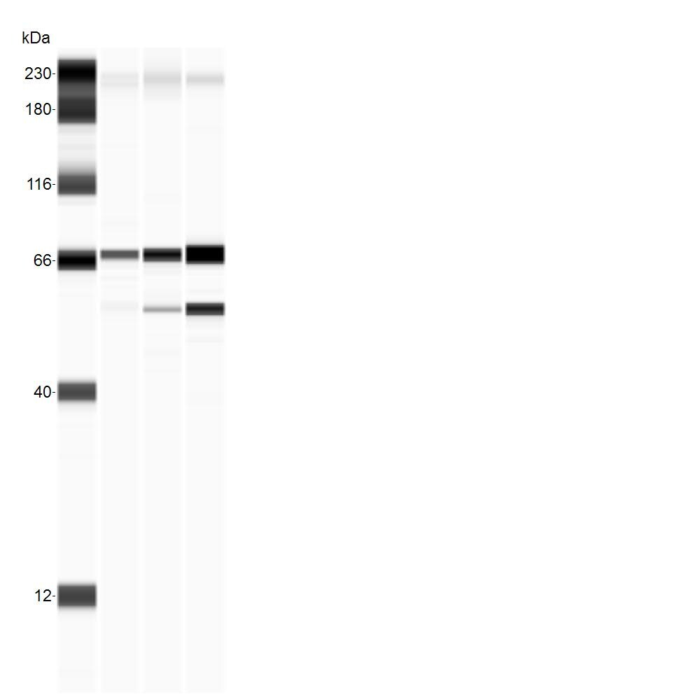 Human/Mouse/Rat HSPA8/HSC71 Antibody MAB4148