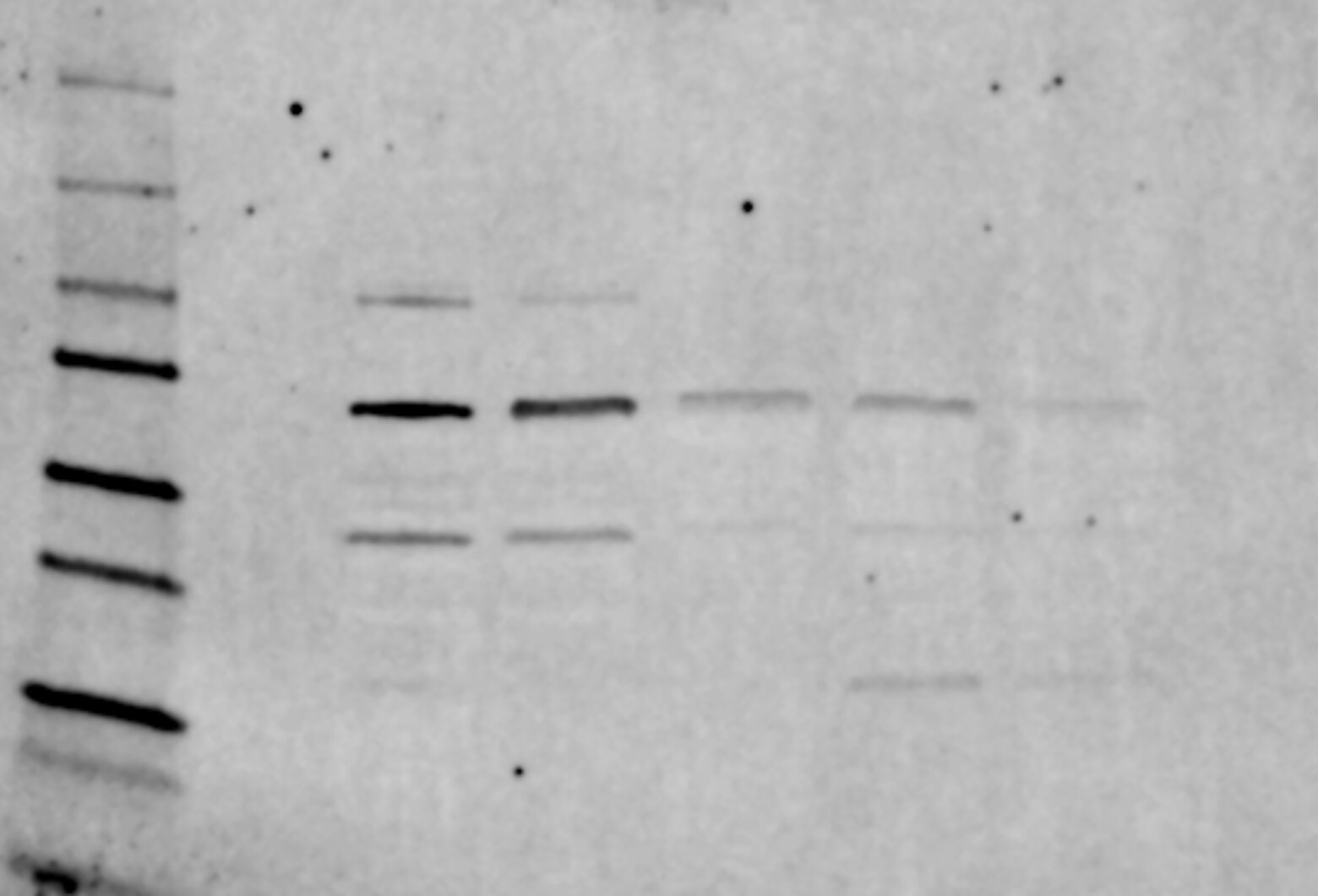 Human/Mouse/Rat HSPA8/HSC71 Antibody MAB4148
