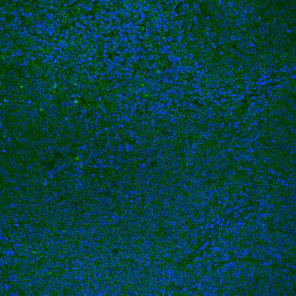 Mouse G‑CSF Antibody MAB414