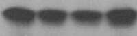 Mouse GM‑CSF Antibody MAB415