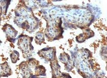 Human Chorionic Gonadotropin  alpha  Chain ( alpha  HCG) Antibody MAB4169