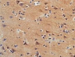 Human/Mouse/Rat FKBP12/FKBP12.6 Antibody MAB4174