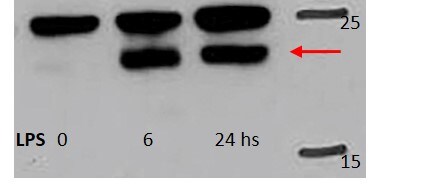 Mouse IL‑10 Antibody MAB417